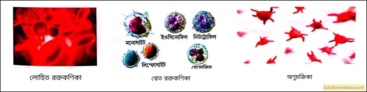 বিভিন্ন প্রকার রক্তকোশ বা রক্তকণিকার নাম