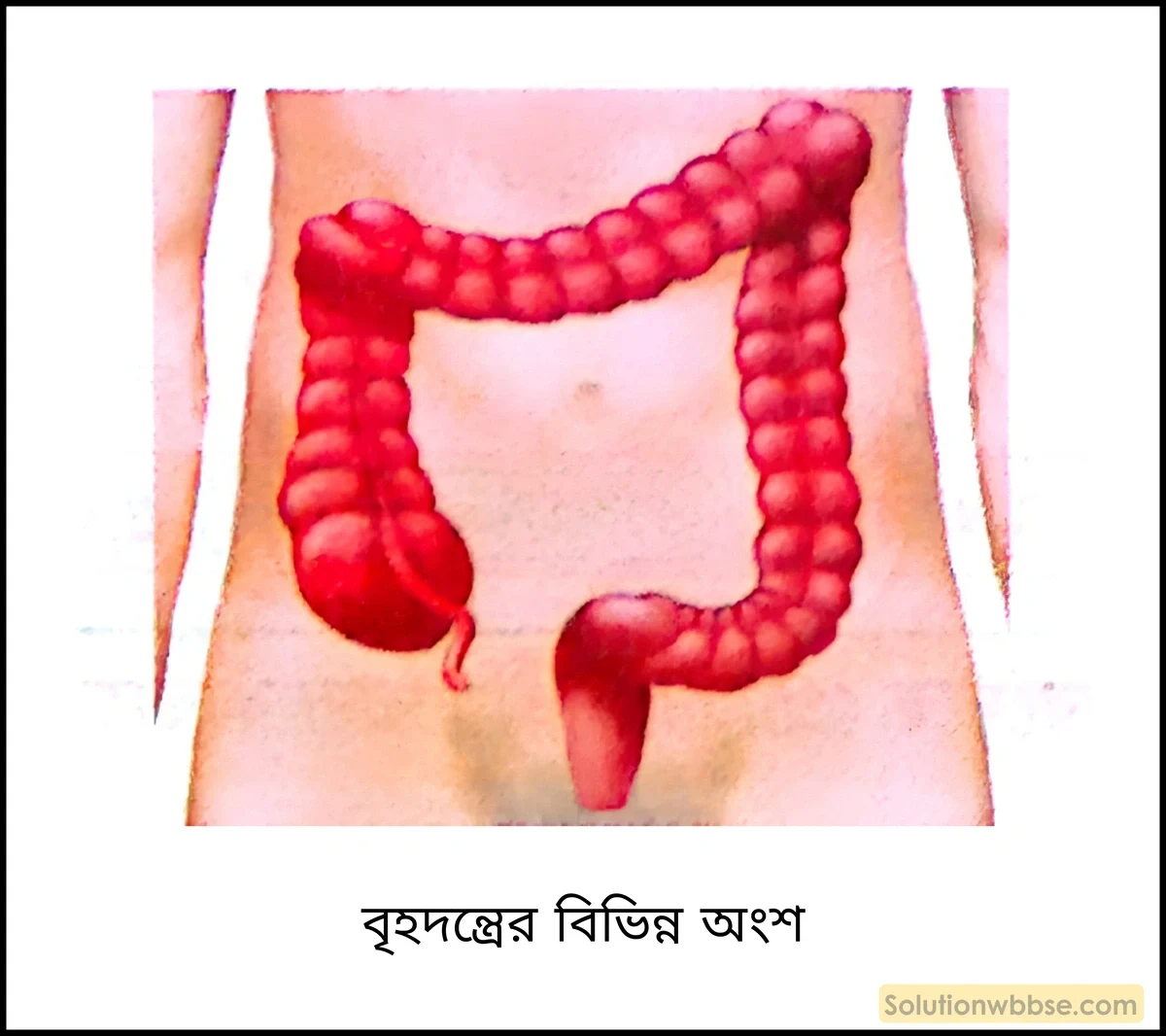 বৃহদন্ত্রের বিভিন্ন অংশ