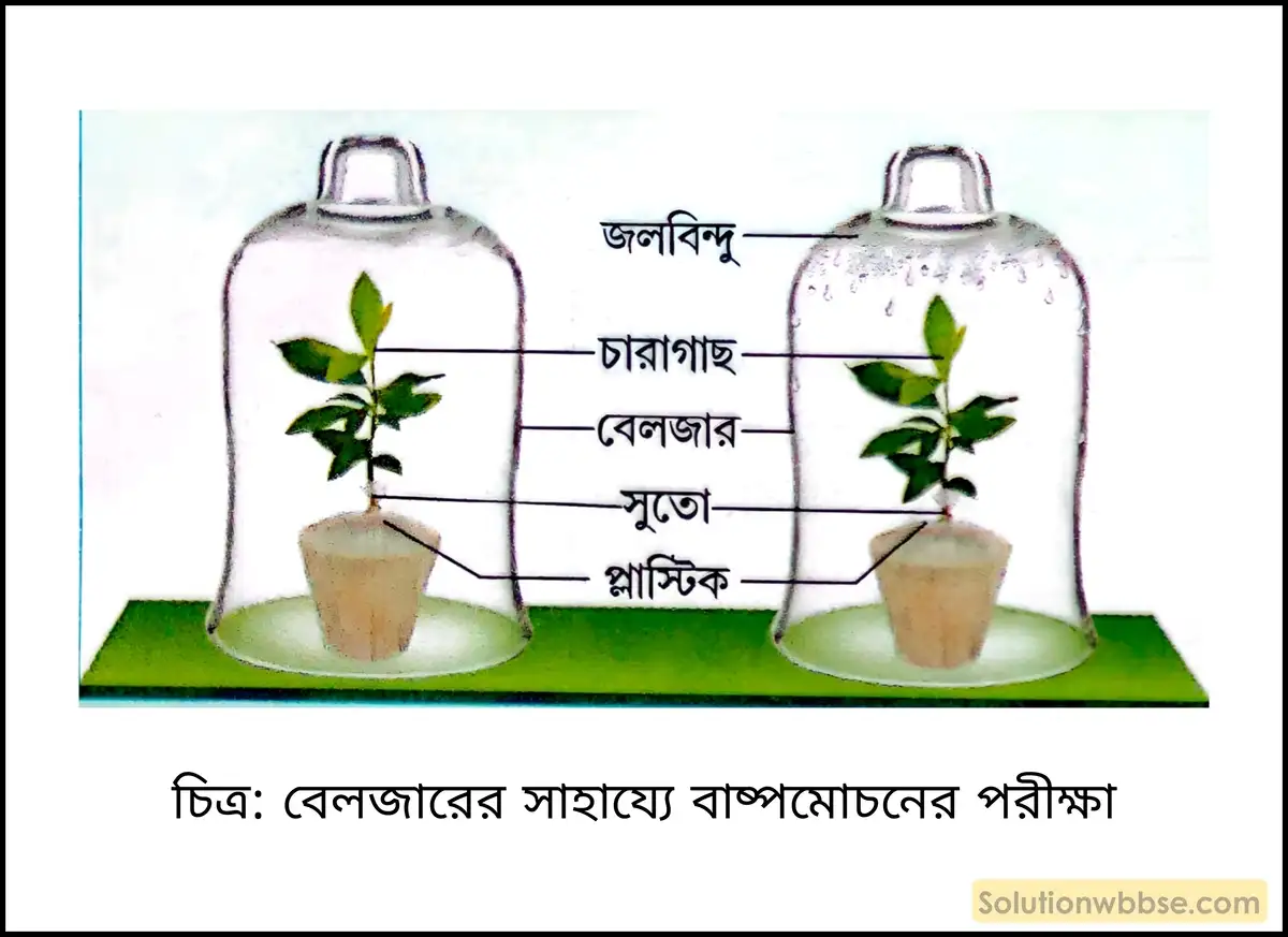 নবম শ্রেণী জীবনবিজ্ঞান - জৈবনিক প্রক্রিয়া - উদ্ভিদ শারীরবিদ্যা - বাষ্পমোচন - রচনাধর্মী প্রশ্ন ও উত্তর 7 বেলজারের সাহায্যে বাষ্পমোচনের পরীক্ষা