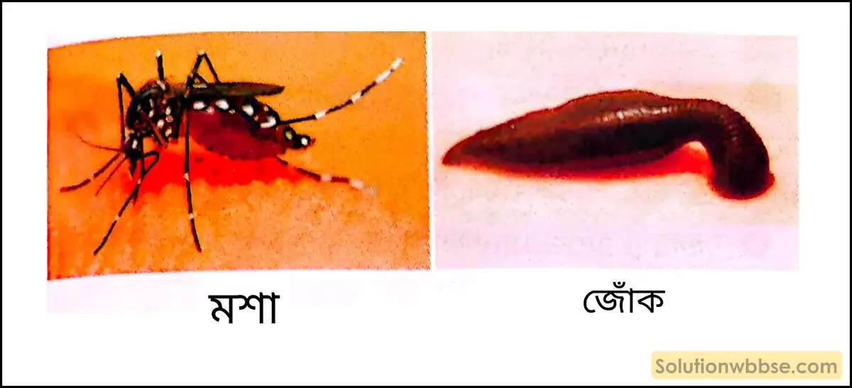 মশা, জোঁক