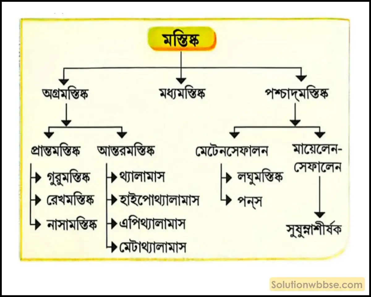 কেন্দ্রীয় স্নায়ুতন্ত্রের বিভিন্ন অংশের সংক্ষিপ্ত বিবরণ দাও। 2 মস্তিষ্ক