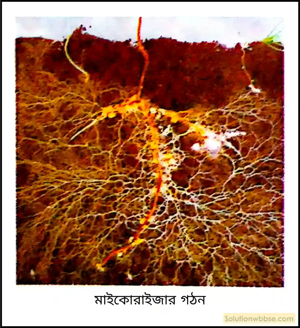 নবম শ্রেণী জীবনবিজ্ঞান - জীববিদ্যা ও মানবকল্যাণ - রচনাধর্মী প্রশ্ন ও উত্তর 17 মাইকোরাইজার গঠন