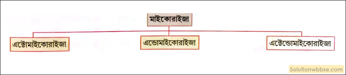 নবম শ্রেণী জীবনবিজ্ঞান - জীববিদ্যা ও মানবকল্যাণ - রচনাধর্মী প্রশ্ন ও উত্তর 16 মাইকোরাইজার শ্রেণিবিভাগ