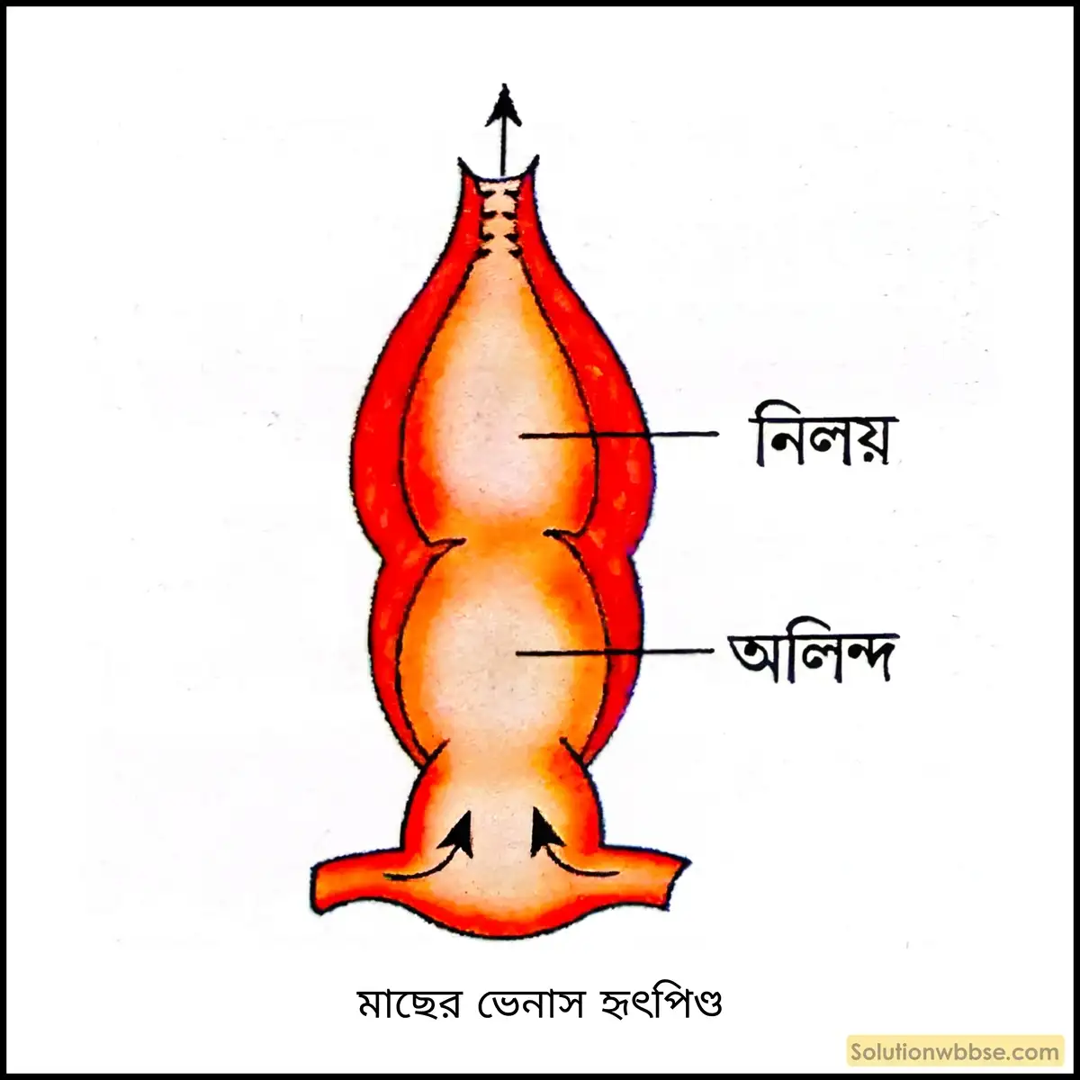 নবম শ্রেণী জীবনবিজ্ঞান - জৈবনিক প্রক্রিয়া - সংবহন - সংক্ষিপ্ত প্রশ্ন ও উত্তর 4 মাছের ভেনাস হৃৎপিণ্ড