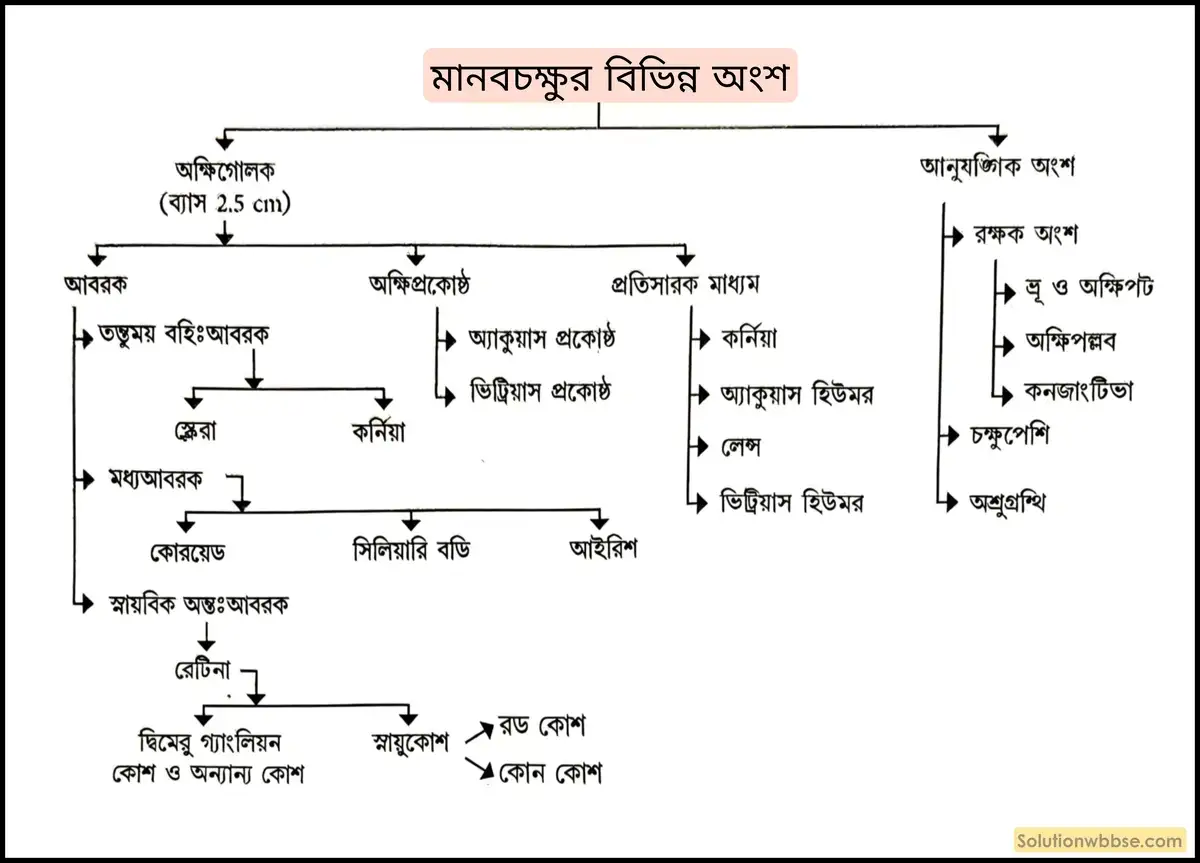 মানবচক্ষুর বিভিন্ন অংশগুলি একটি ছকের মাধ্যমে উল্লেখ করো। 2 মানবচক্ষুর বিভিন্ন অংশ