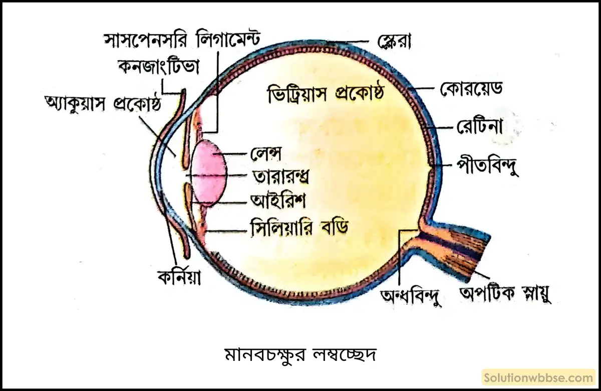 অক্ষিগোলকের আবরকগুলি সংক্ষেপে বর্ণনা করো। 2 মানবচক্ষুর লম্বচ্ছেদ