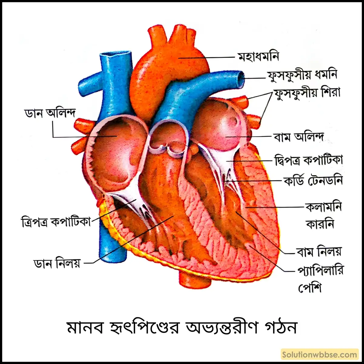 মানব হৃৎপিণ্ডের অভ্যন্তরীণ গঠন