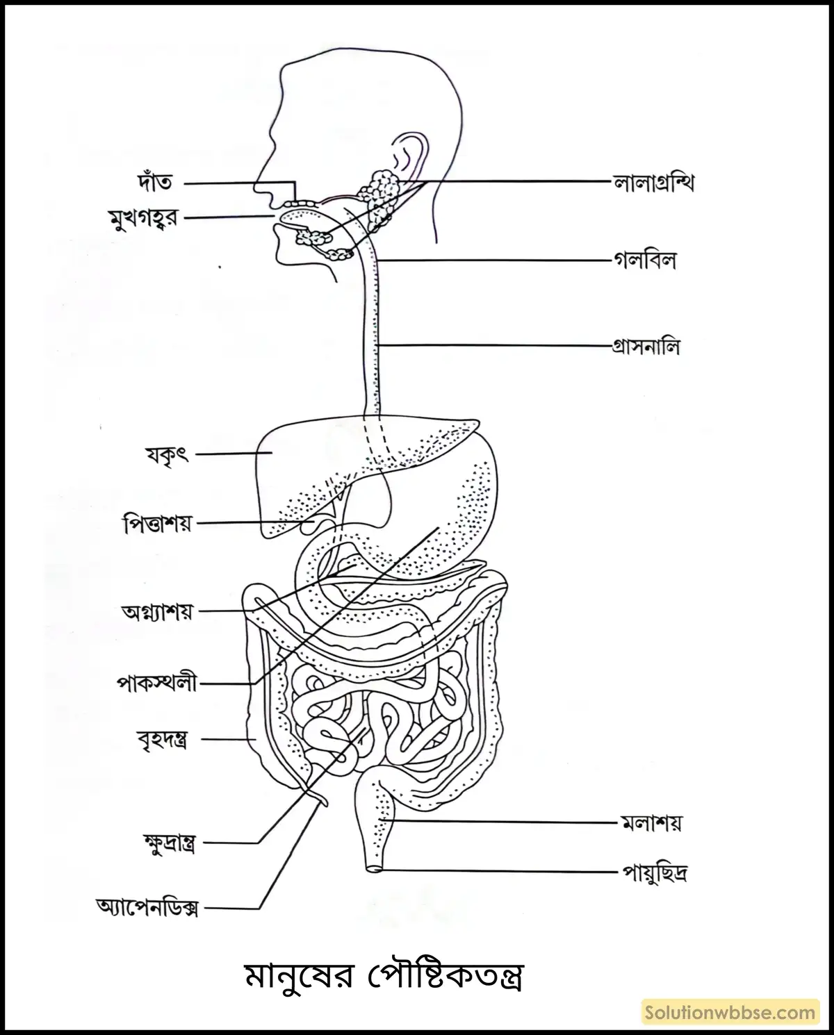 নবম শ্রেণী জীবনবিজ্ঞান - জৈবনিক প্রক্রিয়া - পুষ্টি - অঙ্কনধর্মী প্রশ্নাবলি 2 মানুষের পৌষ্টিকতন্ত্রের চিহ্নিত চিত্র অঙ্কন করো।