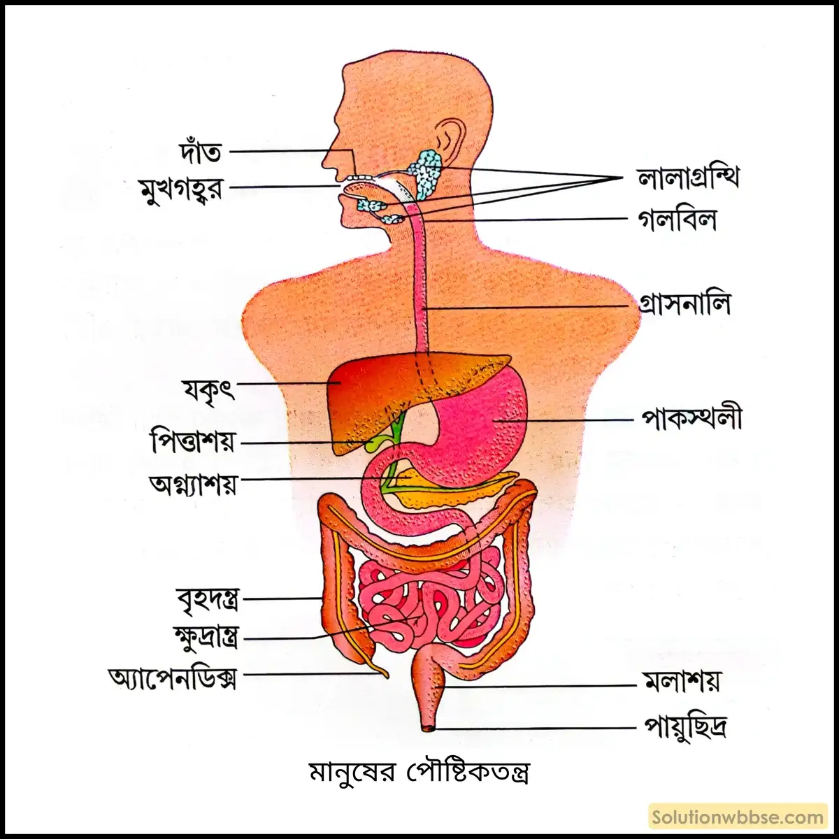 মানুষের পৌষ্টিকতন্ত্র