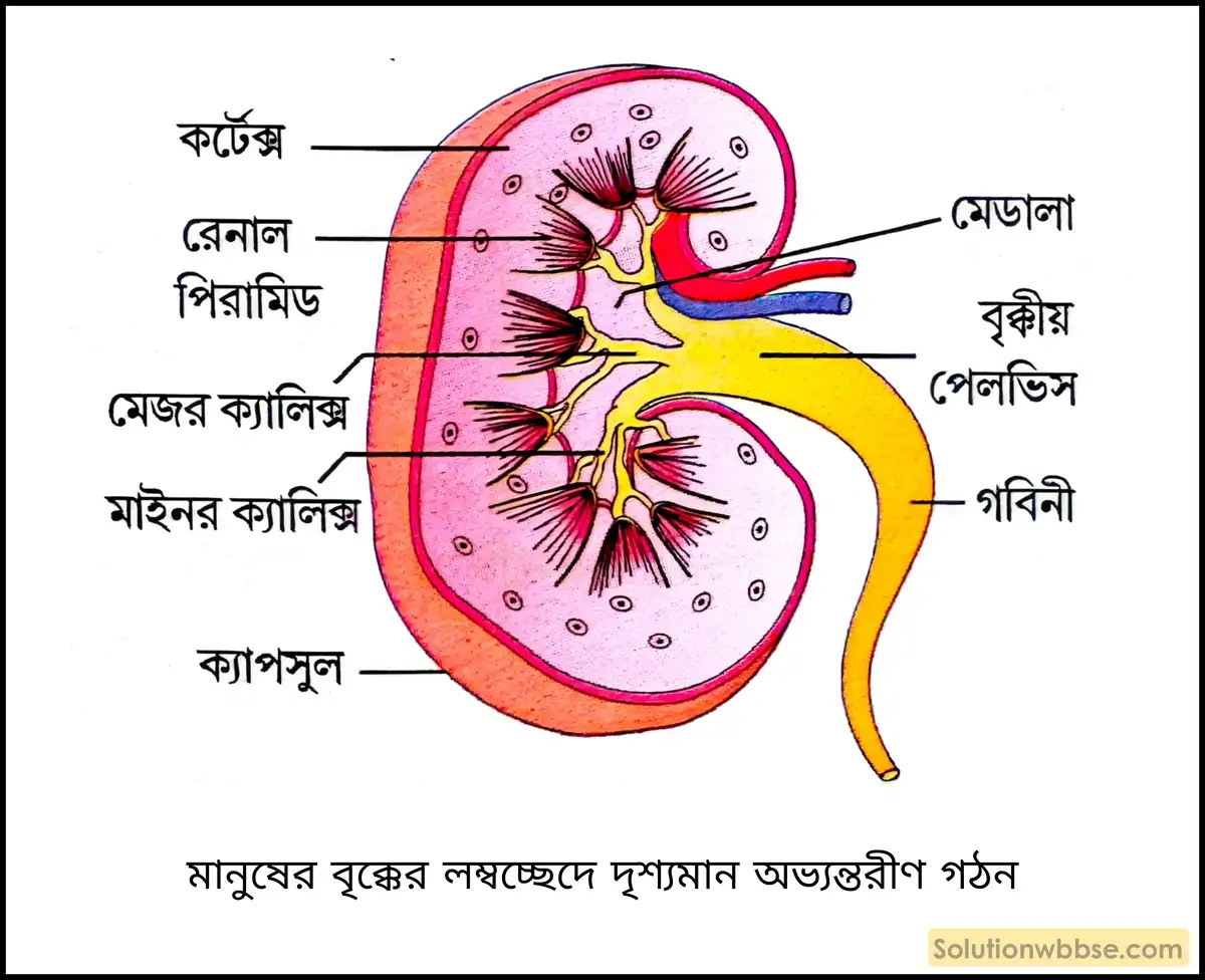 নবম শ্রেণী জীবনবিজ্ঞান - জৈবনিক প্রক্রিয়া - রেচন - রচনাধর্মী প্রশ্ন ও উত্তর 9 মানুষের বৃক্কের লম্বচ্ছেদে দৃশ্যমান অভ্যন্তরীণ গঠন