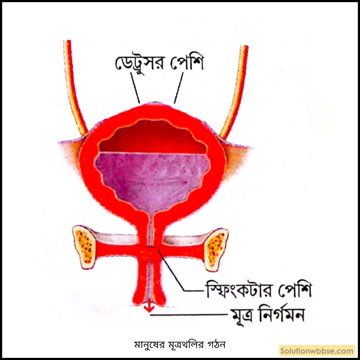 মানুষের মূত্রথলির গঠন