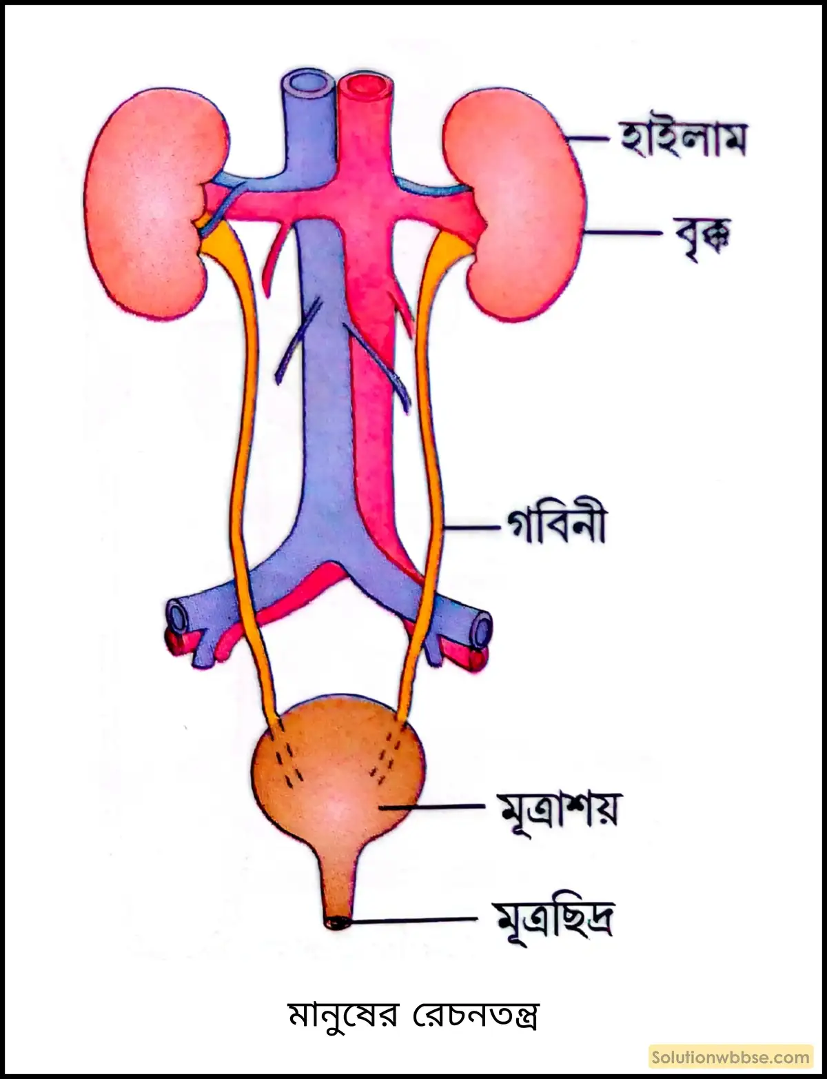 নবম শ্রেণী জীবনবিজ্ঞান - জৈবনিক প্রক্রিয়া - রেচন - রচনাধর্মী প্রশ্ন ও উত্তর 8 মানুষের রেচনতন্ত্র