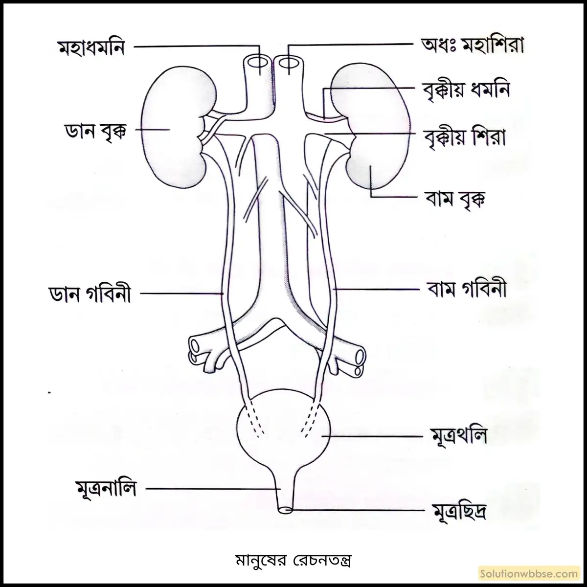 মানুষের রেচনতন্ত্র