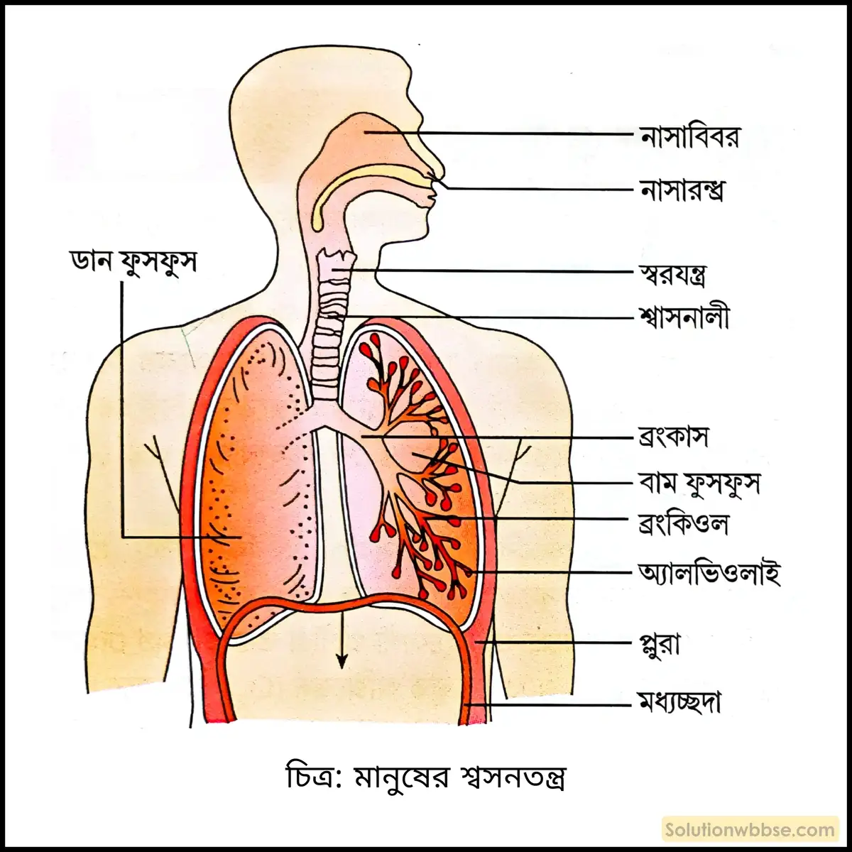 মানুষের শ্বাসতন্ত্র