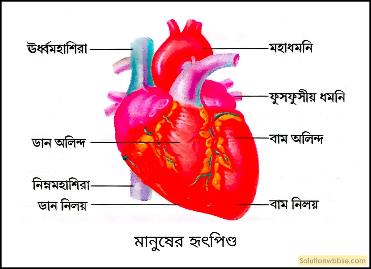 নবম শ্রেণী জীবনবিজ্ঞান - জৈবনিক প্রক্রিয়া - সংবহন - সংক্ষিপ্ত প্রশ্ন ও উত্তর 20 মানুষের হৃৎপিণ্ড