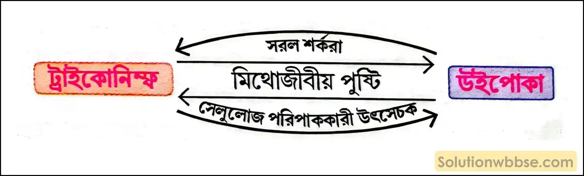 মিথোজীবীয় পুষ্টি