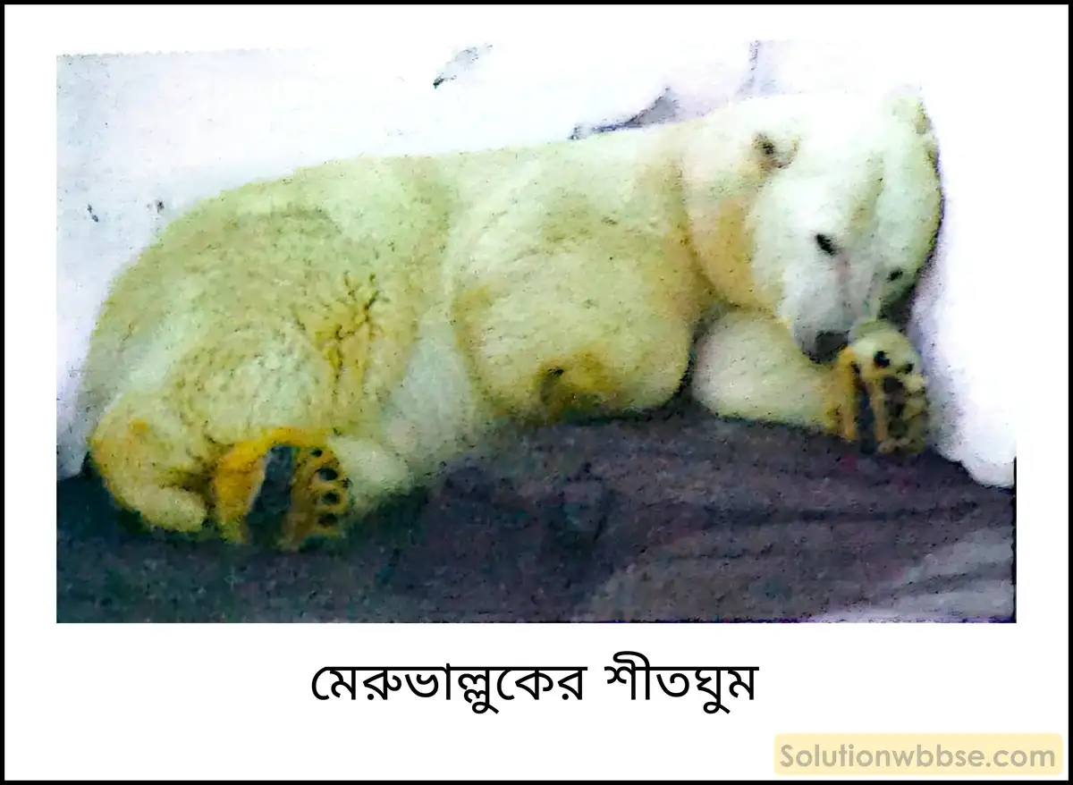 নবম শ্রেণী জীবনবিজ্ঞান - পরিবেশ ও তার সম্পদ - বাস্তুবিদ্যা ও বাস্তুবিদ্যার সংগঠন - রচনাধর্মী প্রশ্ন ও উত্তর 3 মেরুভাল্লুকের শীতঘুম