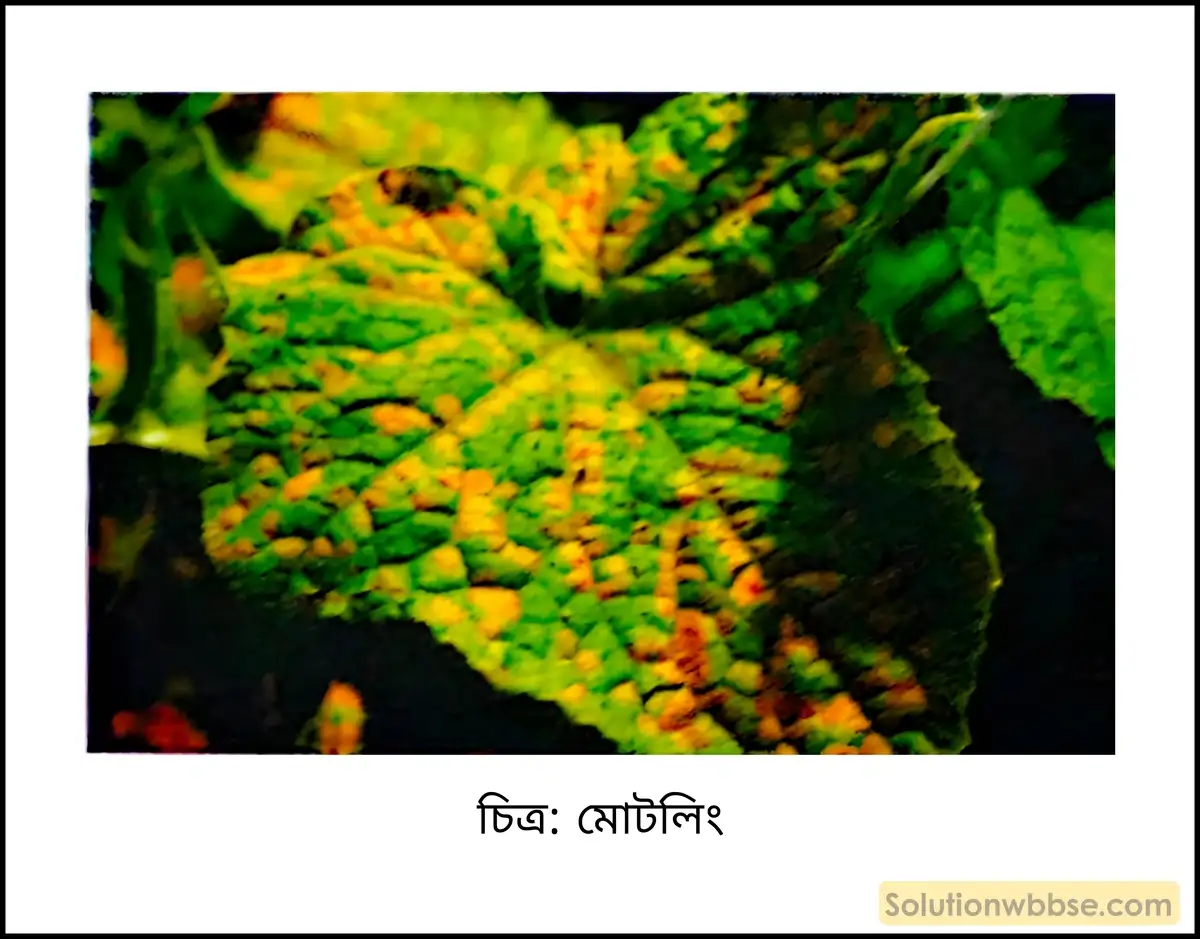 নবম শ্রেণী জীবনবিজ্ঞান - জৈবনিক প্রক্রিয়া - উদ্ভিদ শারীরবিদ্যা - খনিজ পুষ্টি - সংক্ষিপ্ত প্রশ্ন ও উত্তর 4 মোটলিং