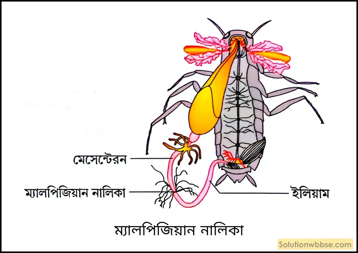 ম্যালপিজিয়ান নালিকা