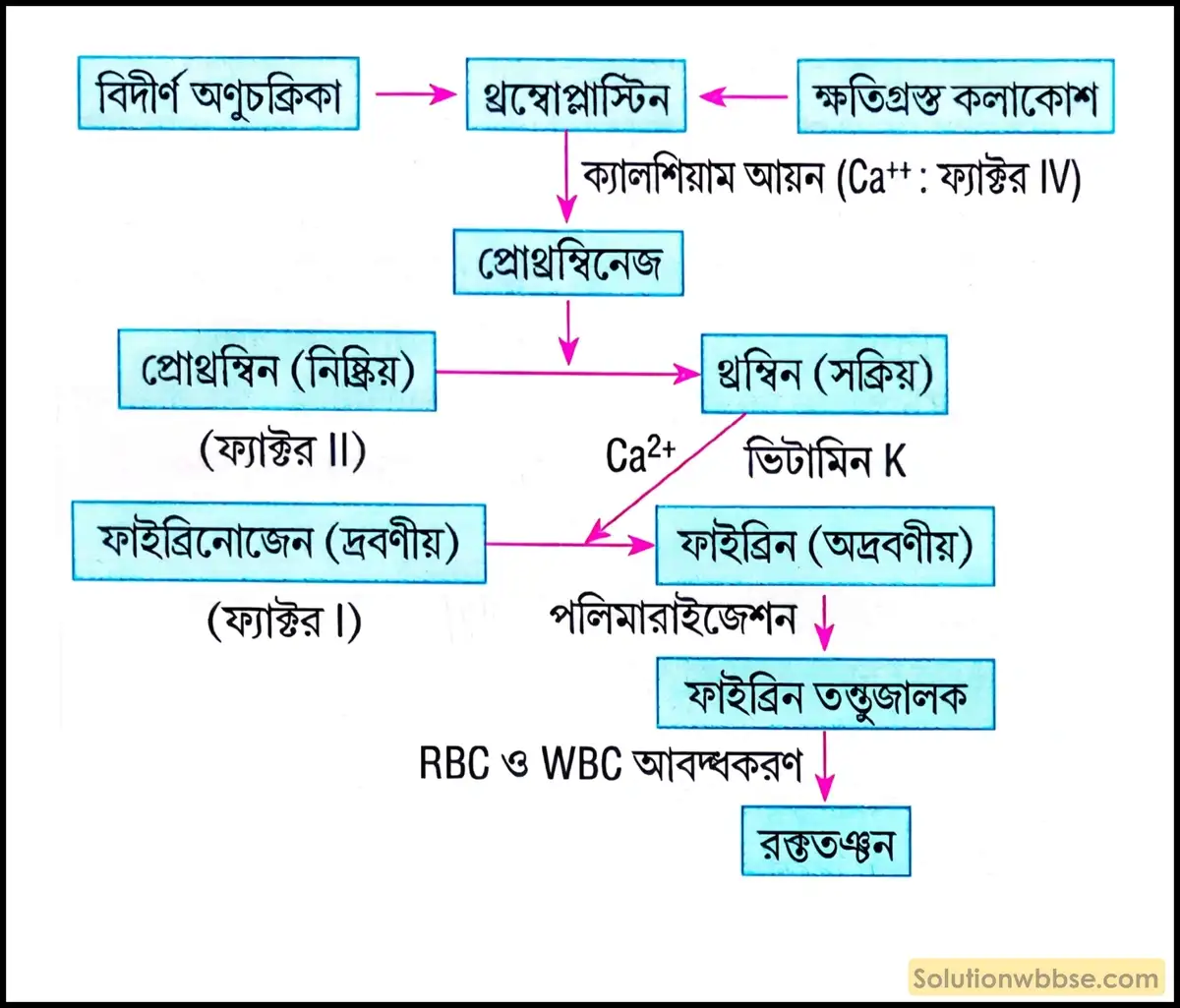 রক্ততঞ্চন পদ্ধতির শব্দচিত্র