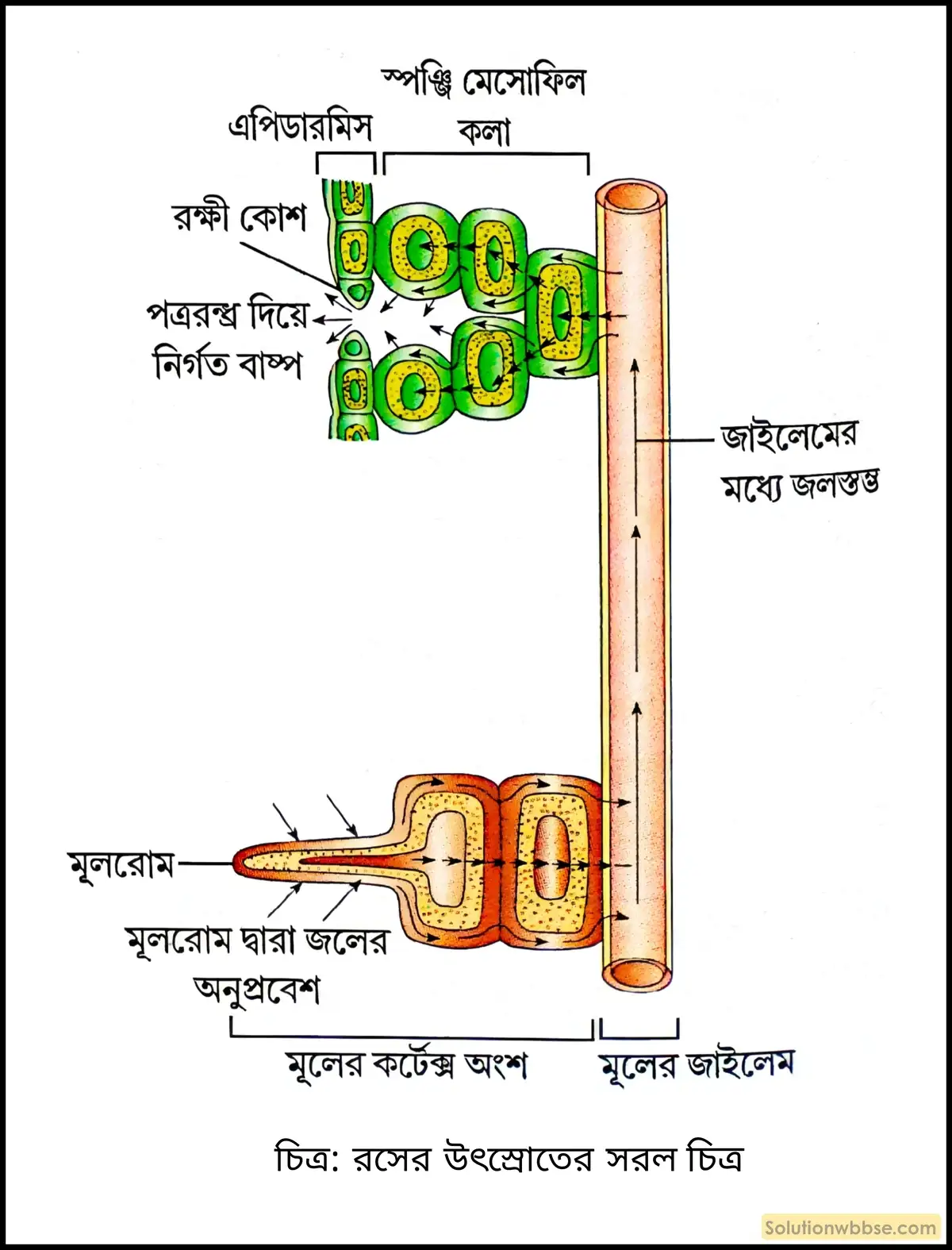 নবম শ্রেণী জীবনবিজ্ঞান - জৈবনিক প্রক্রিয়া - উদ্ভিদ শারীরবিদ্যা - জল, খনিজ পদার্থ, খাদ্য ও গ্যাসের পরিবহণ - রচনাধর্মী প্রশ্ন ও উত্তর 6 রসের উৎস্রোতের সরল চিত্র