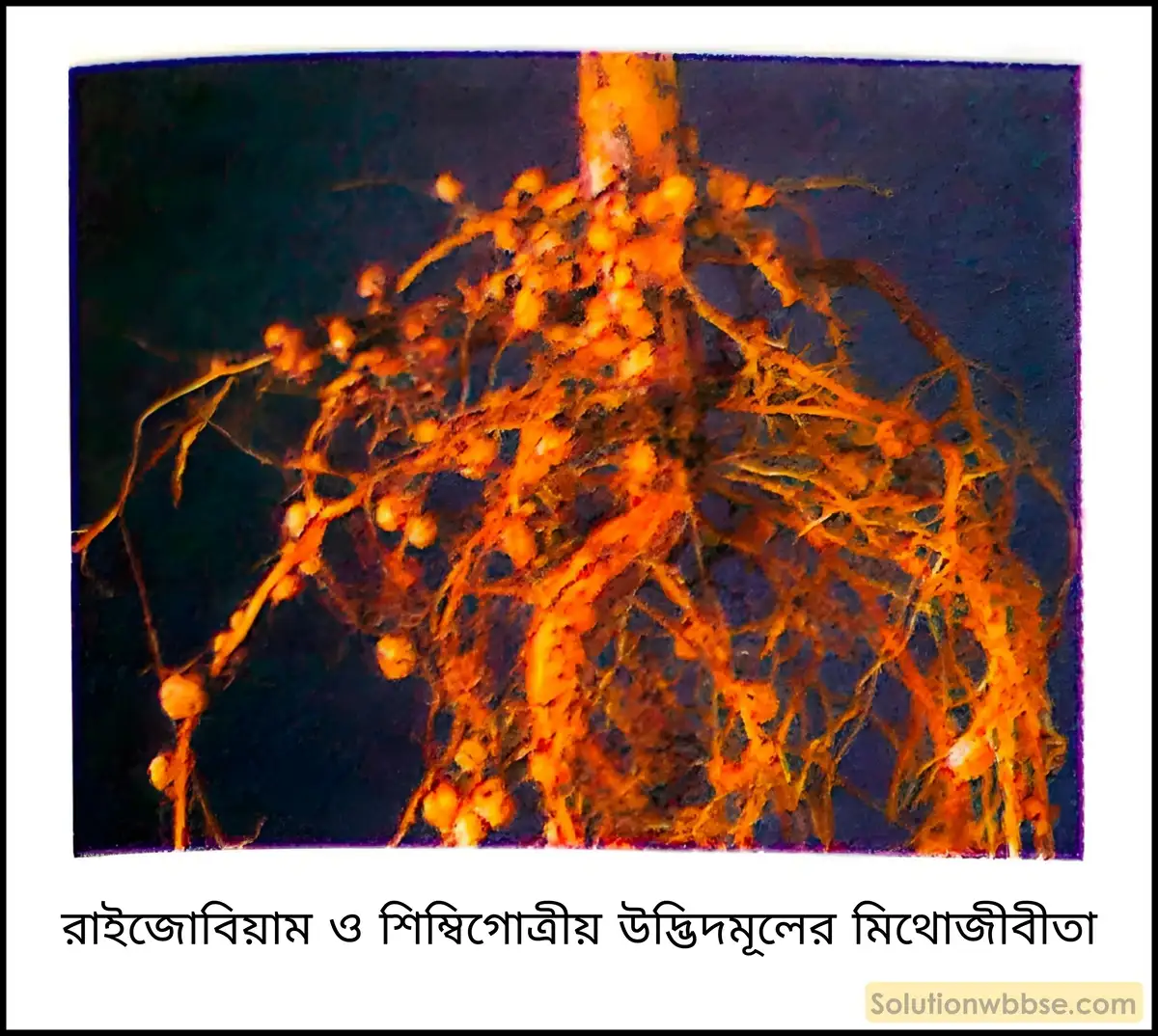নবম শ্রেণী জীবনবিজ্ঞান - জীববিদ্যা ও মানবকল্যাণ - রচনাধর্মী প্রশ্ন ও উত্তর 15 রাইজোবিয়াম ও শিম্বিগোত্রীয় উদ্ভিদমূলের মিথোজীবীতা