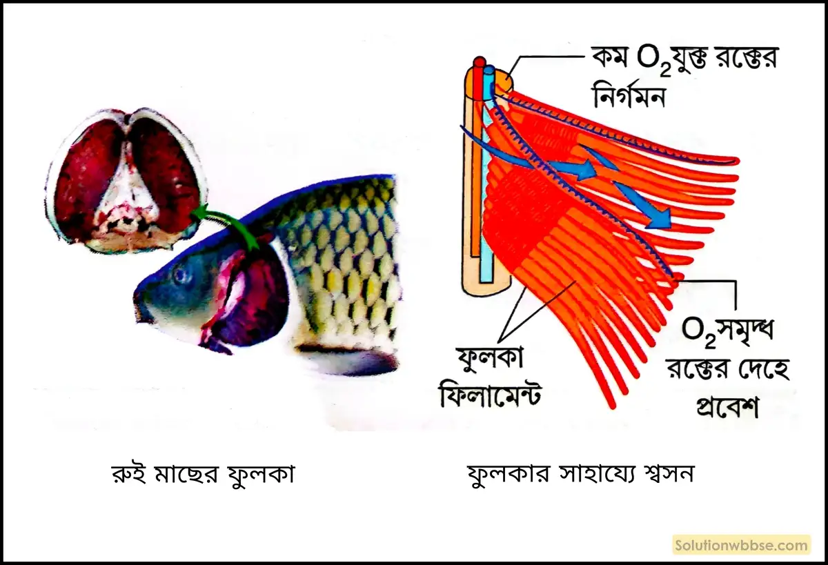 রুই মাছের ফুলকা ও ফুলকার সাহায্যে শ্বসন