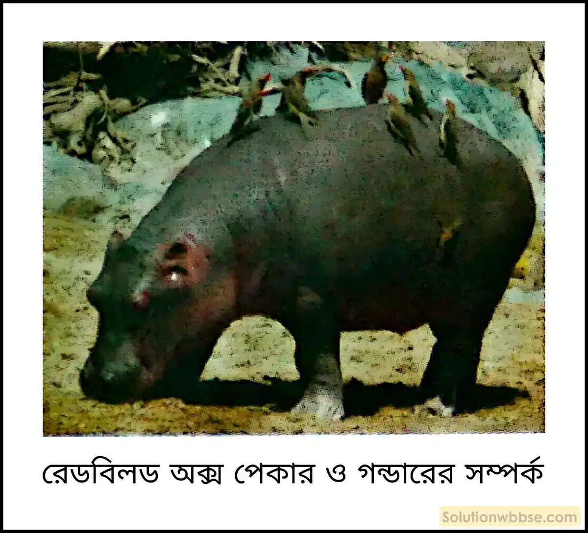 রেডবিলড অক্স পেকার ও গন্ডারের সম্পর্ক