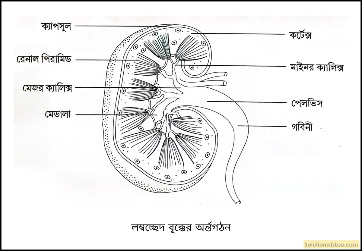 লম্বচ্ছেদ বৃক্কের অর্ন্তগঠন