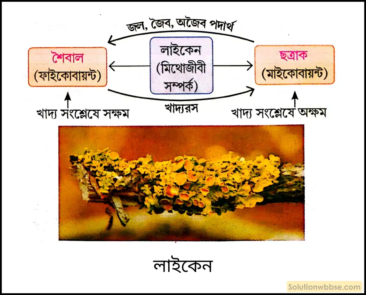 লাইকেন
