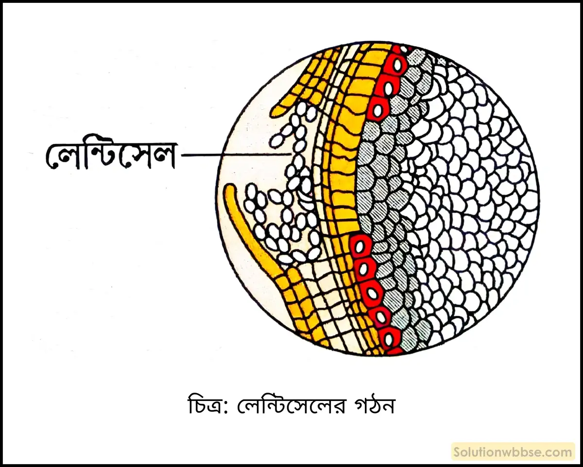নবম শ্রেণী জীবনবিজ্ঞান - জৈবনিক প্রক্রিয়া - উদ্ভিদ শারীরবিদ্যা - বাষ্পমোচন - রচনাধর্মী প্রশ্ন ও উত্তর 3 লেন্টিসেলের গঠন