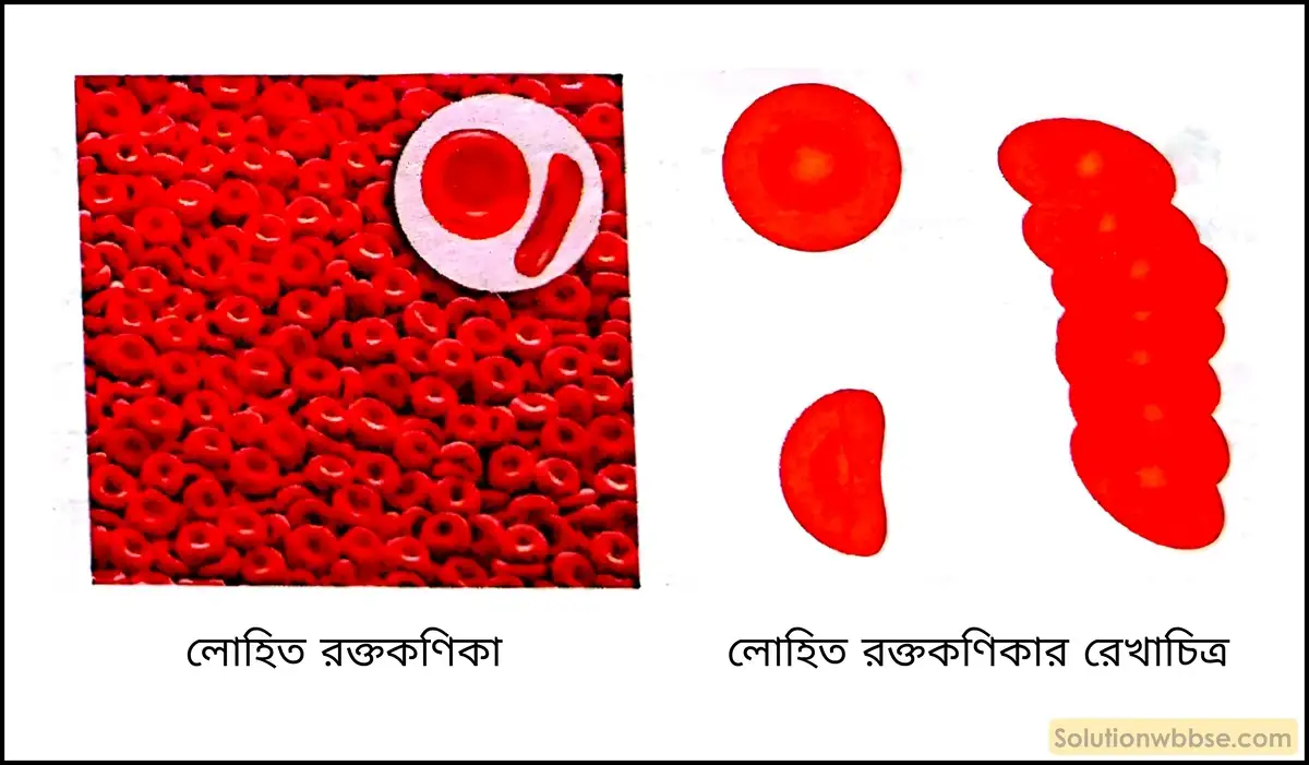 নবম শ্রেণী জীবনবিজ্ঞান - জৈবনিক প্রক্রিয়া - সংবহন - সংক্ষিপ্ত প্রশ্ন ও উত্তর 11 লোহিত রক্তকণিকা