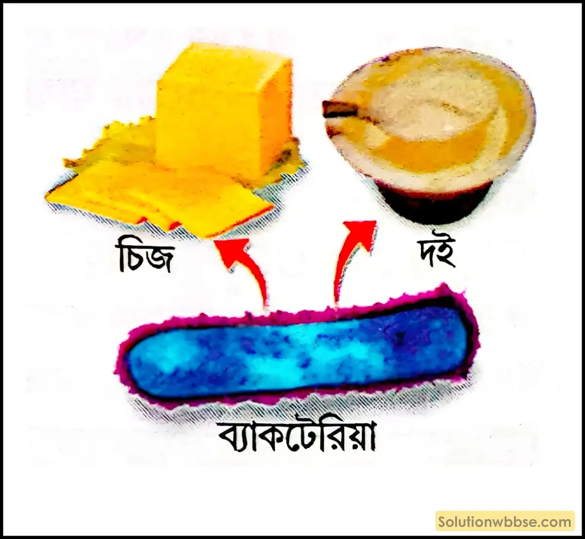 ল্যাকটিক অ্যাসিড সন্ধানের দুটি ব্যাবহারিক গুরুত্ব