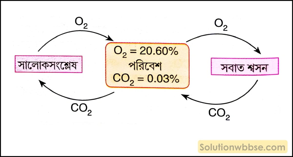 শক্তির মুক্তি ও O₂-CO₂ ভারসাম্য রক্ষায় শ্বসনের তাৎপর্য