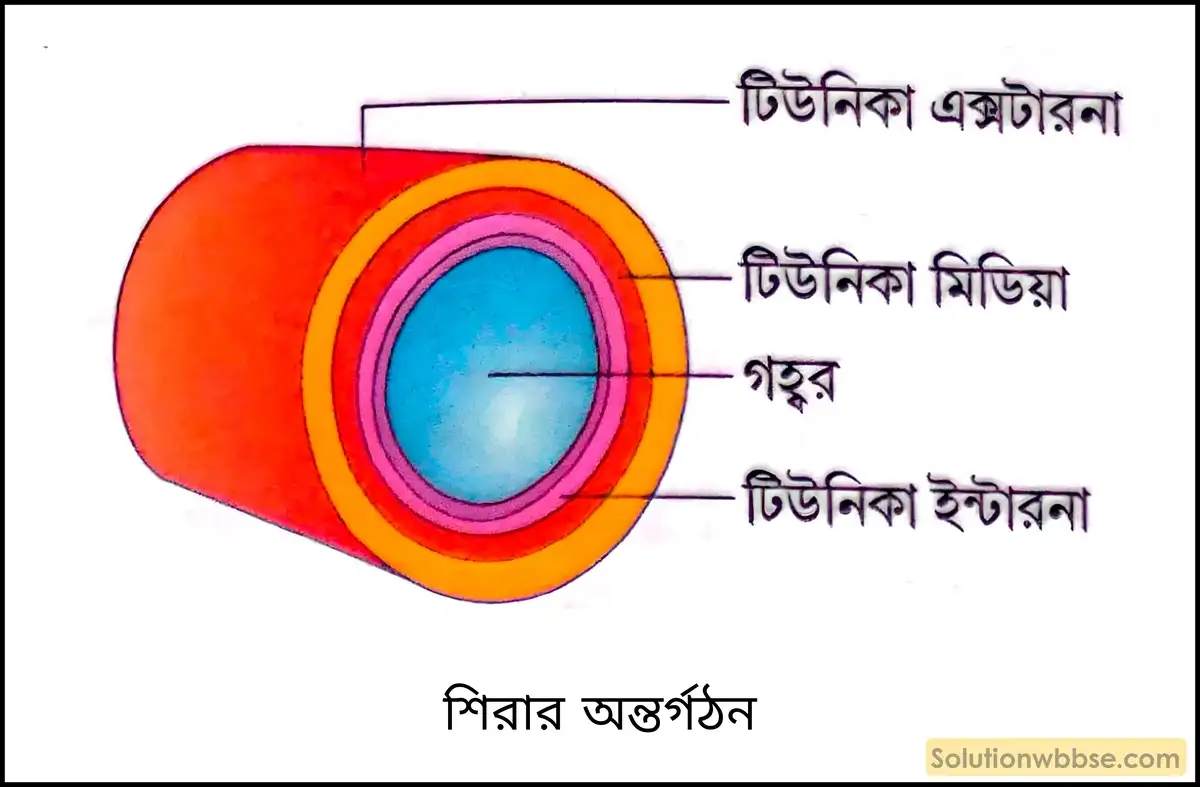 নবম শ্রেণী জীবনবিজ্ঞান - জৈবনিক প্রক্রিয়া - সংবহন - সংক্ষিপ্ত প্রশ্ন ও উত্তর 17 শিরার অন্তর্গঠন