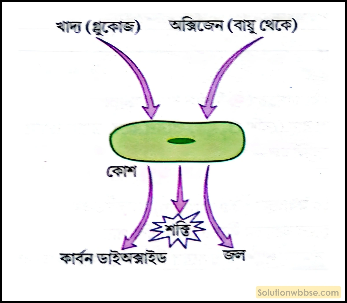 শ্বাসকার্য