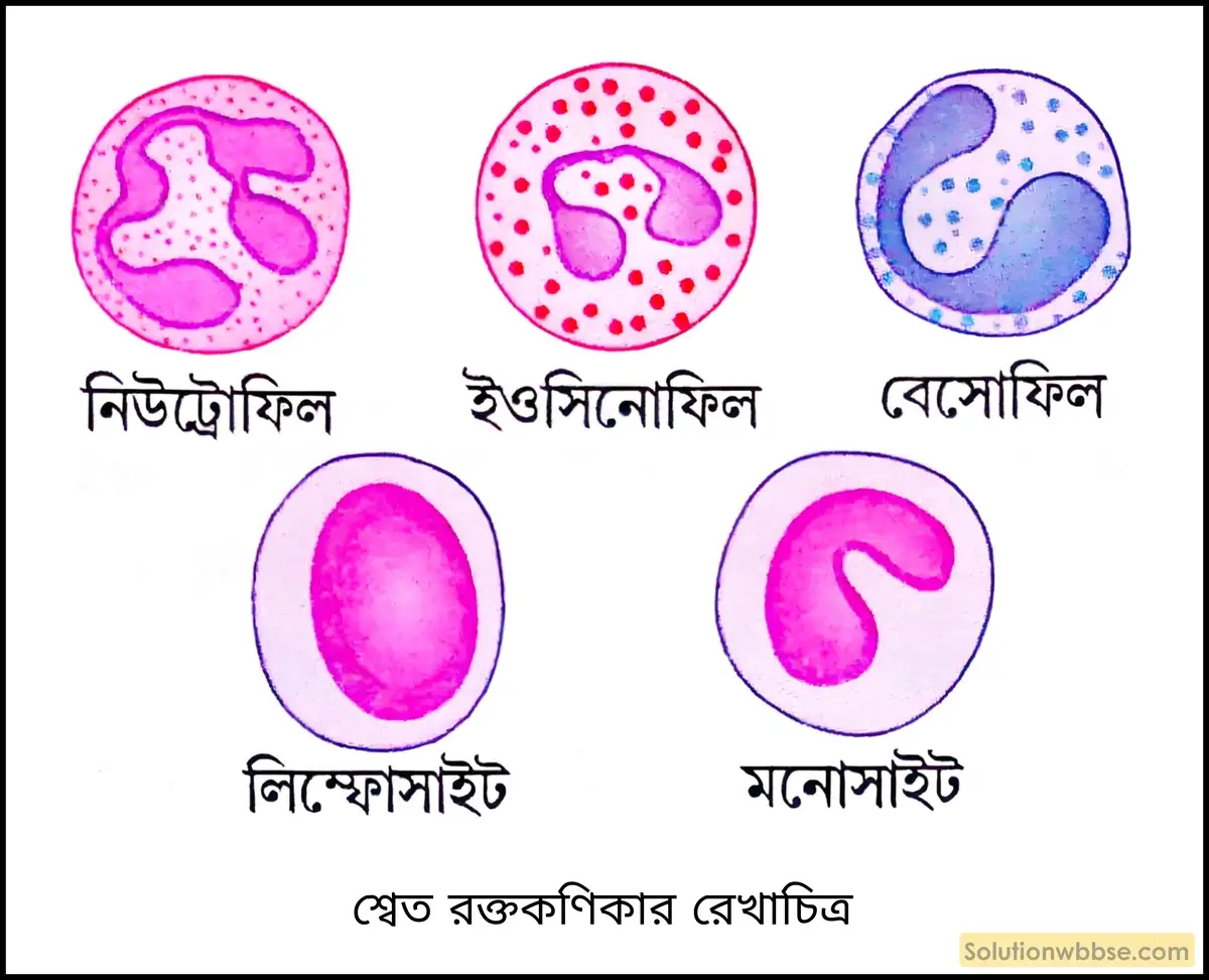 নবম শ্রেণী জীবনবিজ্ঞান - জৈবনিক প্রক্রিয়া - সংবহন - সংক্ষিপ্ত প্রশ্ন ও উত্তর 12 শ্বেত রক্তকণিকার রেখাচিত্র