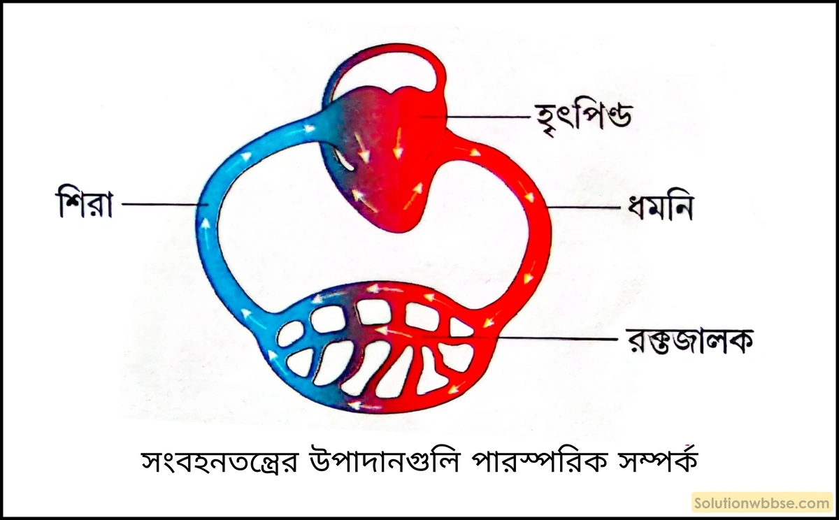 নবম শ্রেণী জীবনবিজ্ঞান - জৈবনিক প্রক্রিয়া - সংবহন - সংক্ষিপ্ত প্রশ্ন ও উত্তর 8 সংবহনতন্ত্রের উপাদানগুলি পারস্পরিক সম্পর্ক