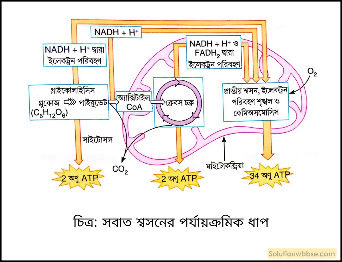 সবাত শ্বসনের পর্যায়ক্রমিক ধাপ