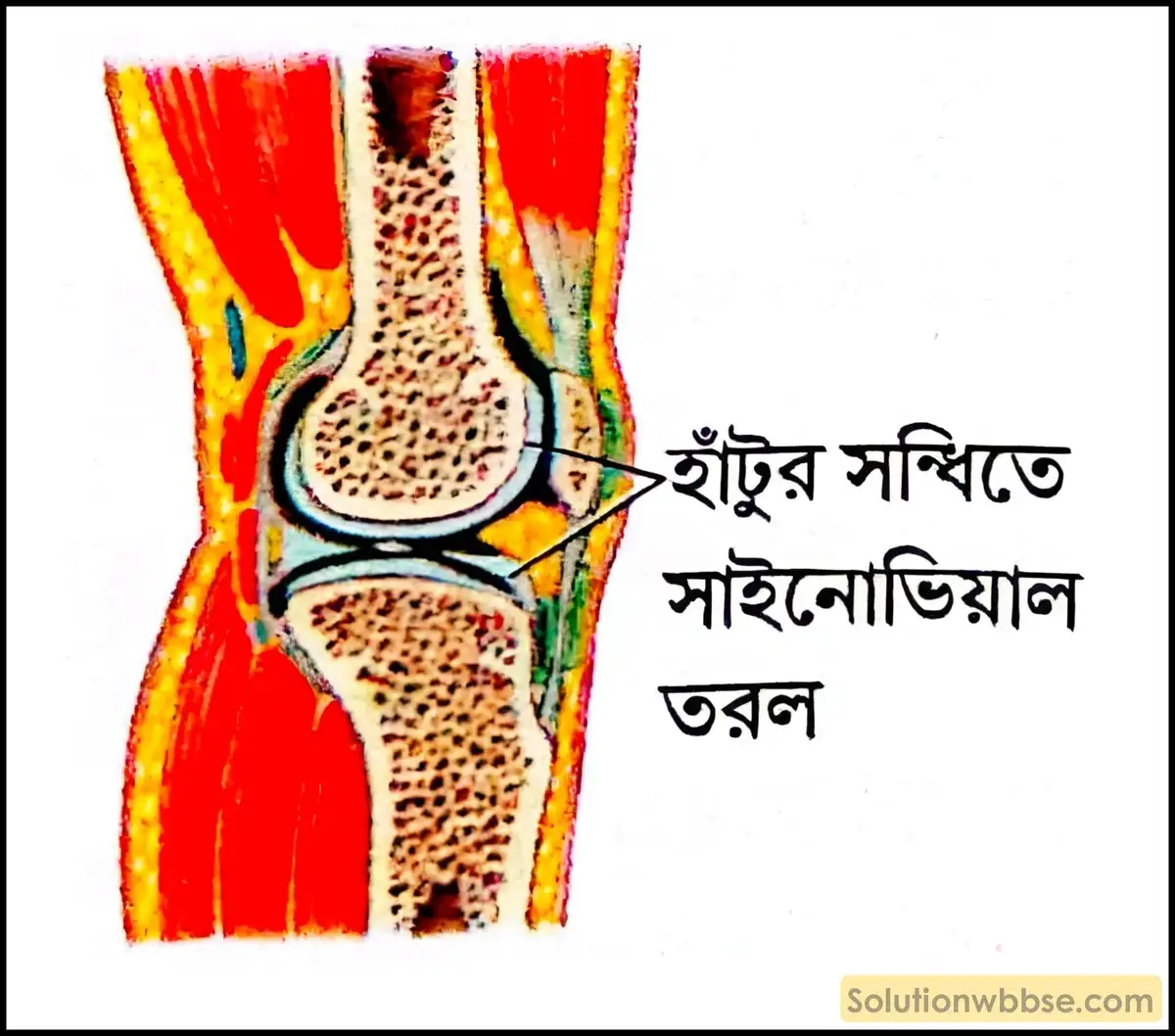 নবম শ্রেণী জীবনবিজ্ঞান - জৈবনিক প্রক্রিয়া - সংবহন - সংক্ষিপ্ত প্রশ্ন ও উত্তর 10 সাইনোভিয়াল তরলের অবস্থান