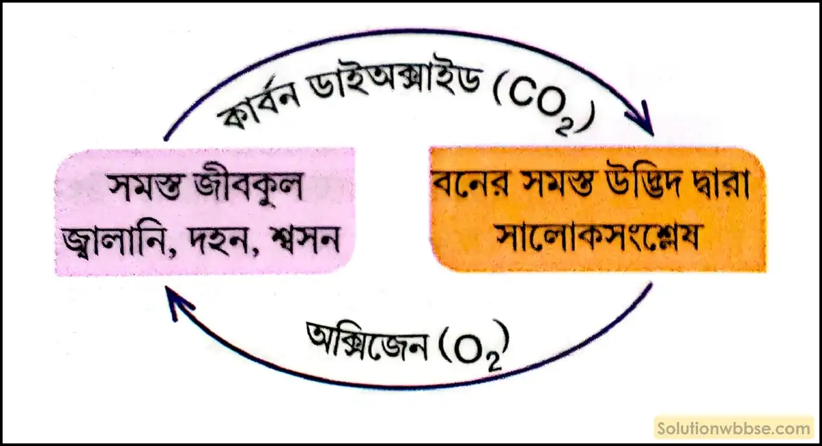 সালোকসংশ্লেষের জন্য উদ্ভিদ বাতাস থেকে CO₂ শোষণ