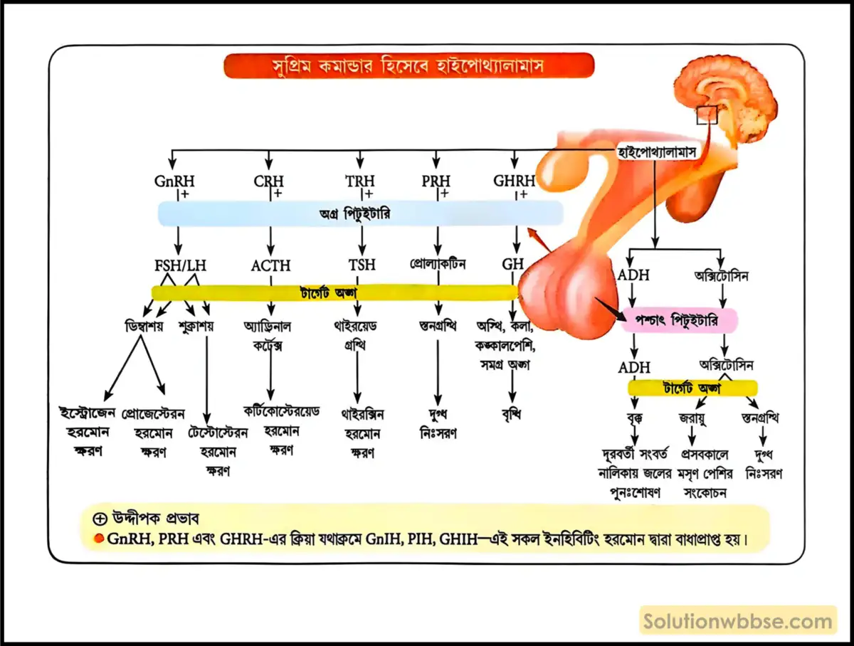 কোন্ গ্রন্থিকে 'প্রভুগ্রন্থির প্রভু' বা 'সুপ্রিম কমান্ডার' বলা হয় এবং কেন? 2 সুপ্রিম কমান্ডার হিসেবে হাইপোথ্যালামাস