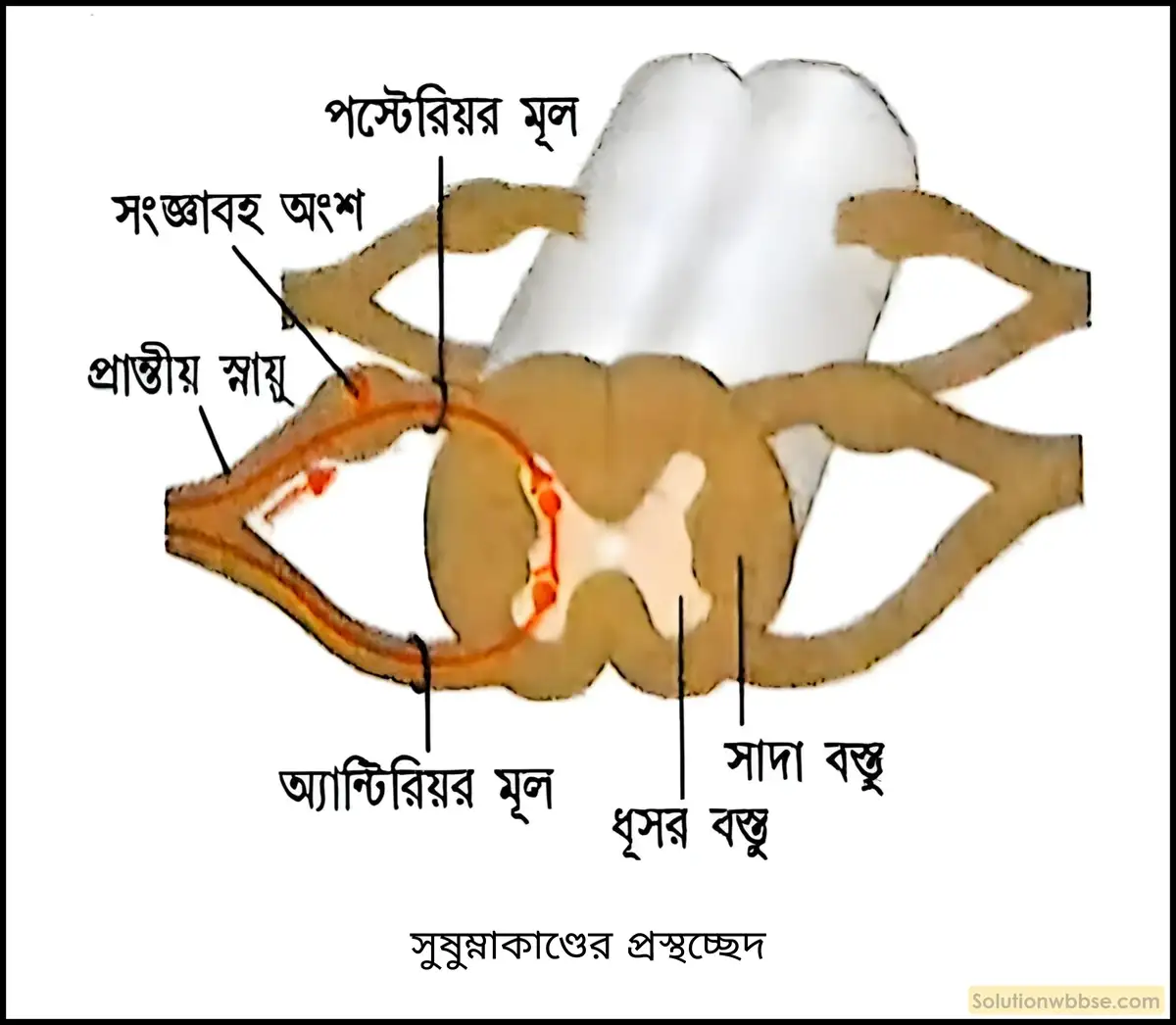 সুষুম্নাকাণ্ডের গঠন ও কাজ উল্লেখ করো। 3 সুষুম্নাকাণ্ডের প্রস্থচ্ছেদ