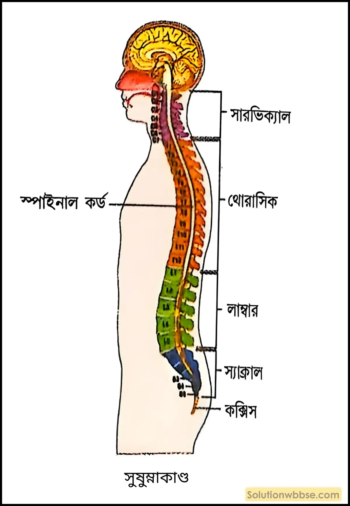 সুষুম্নাকাণ্ডের গঠন ও কাজ উল্লেখ করো। 2 সুষুম্নাকাণ্ড
