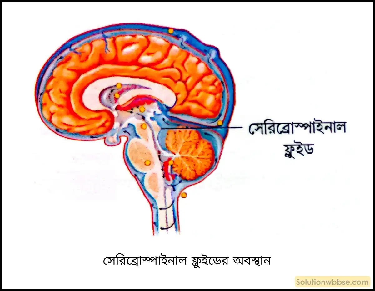 নবম শ্রেণী জীবনবিজ্ঞান - জৈবনিক প্রক্রিয়া - সংবহন - সংক্ষিপ্ত প্রশ্ন ও উত্তর 9 সেরিব্রোস্পাইনাল ফ্লুইডের অবস্থান