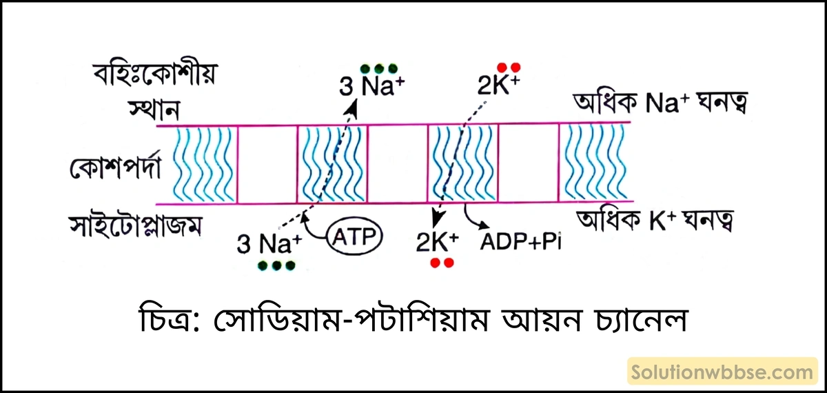 নবম শ্রেণী জীবনবিজ্ঞান - জৈবনিক প্রক্রিয়া - উদ্ভিদ শারীরবিদ্যা - জল, খনিজ পদার্থ, খাদ্য ও গ্যাসের পরিবহণ - রচনাধর্মী প্রশ্ন ও উত্তর 4 সোডিয়াম-পটাশিয়াম আয়ন চ্যানেল