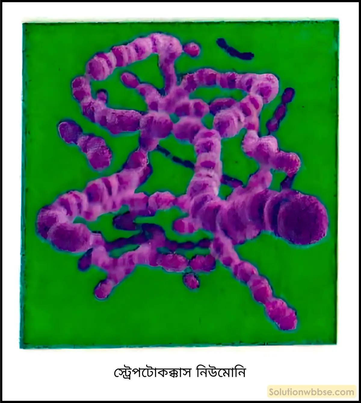 নবম শ্রেণী জীবনবিজ্ঞান - জীববিদ্যা ও মানবকল্যাণ - রচনাধর্মী প্রশ্ন ও উত্তর 9 স্ট্রেপটোকক্কাস নিউমোনি