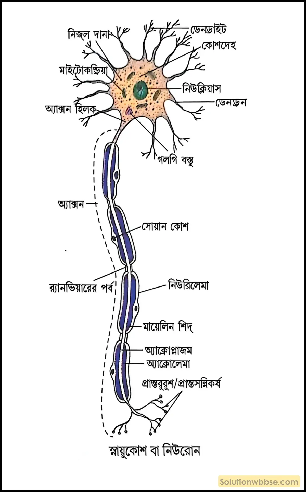 ডেনড্রন গঠন ও অ্যাক্সনের গঠন বর্ণনা করো। 2 স্নায়ুকোশ বা নিউরোন