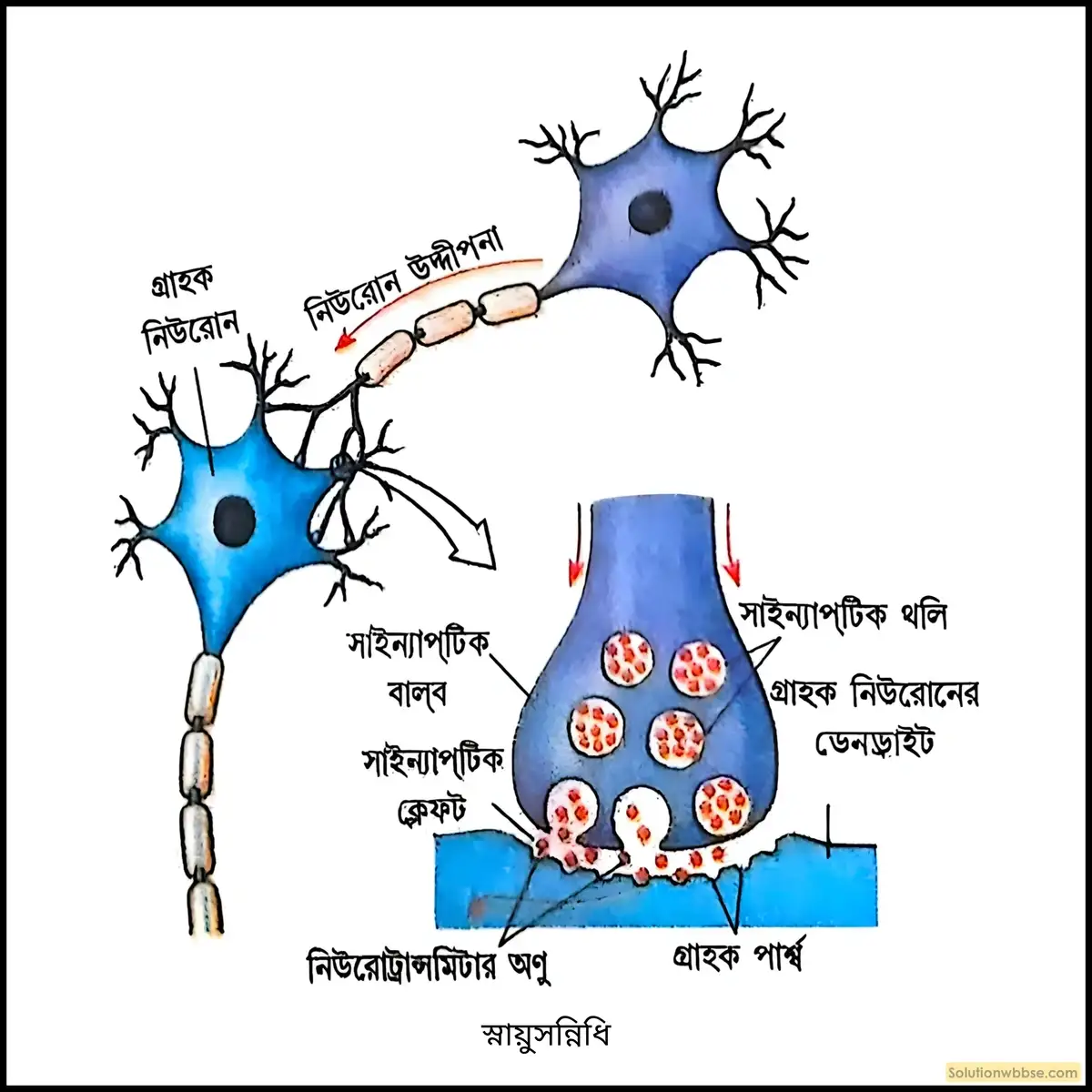 সাইন্যাপসের গঠন বর্ণনা করো এবং এর কাজ লেখো। 2 স্নায়ুসন্নিধি