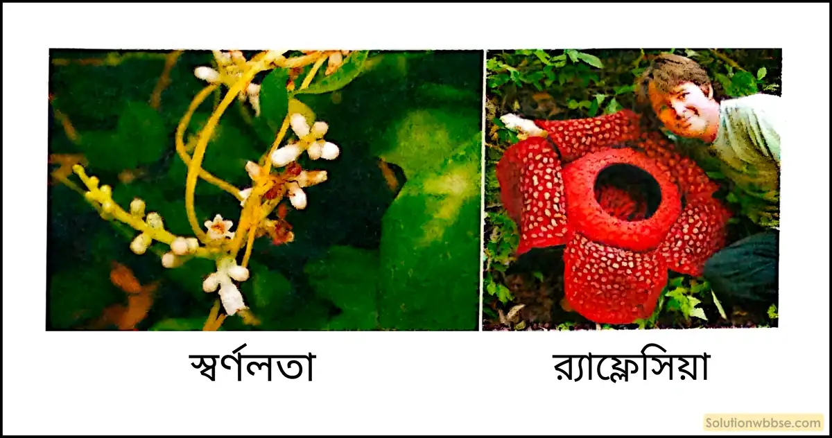 স্বর্ণলতা, র‍্যাফ্লেসিয়া উদ্ভিদ